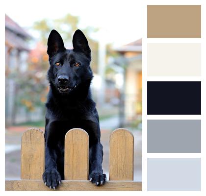 Black Dog Black German Shepherd Image